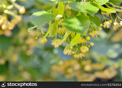 Branch of linden flowers in garden, closeup