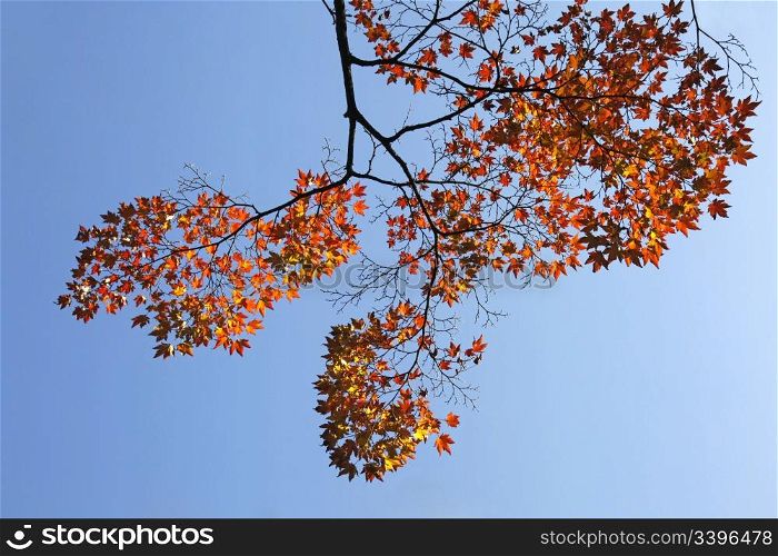 branch of maple tree with orange leaves in autumn and blue sky