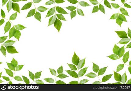 Branch of maple with green leaves, isolated on white background