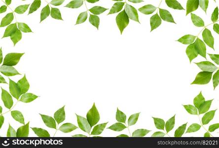 Branch of maple with green leaves, isolated on white background