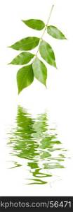 Branch of maple with green leaves, isolated on white background reflected in a water surface with small waves
