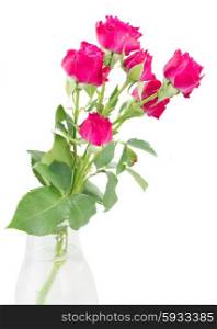 branch of mauve roses in glass vase isolated on white background