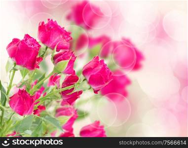 branch of mauve roses on pink bokeh background. branch of fresh mauve roses