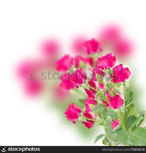 branch of mauve roses on white background