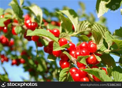 branch of nanking cherry on blue sky background