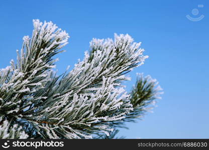 branch of New Year tree in white hoarfrost at winter