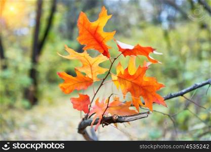Branch of oak tree with red and orange autumn leaves in the park