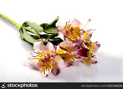 Branch of orchids with green leafs isolated on white