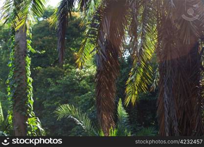 branch of palm trees in the sunlight