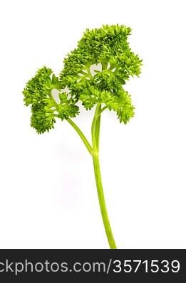 branch of parsley isolated