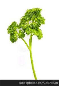 branch of parsley isolated