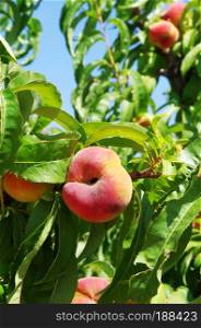 branch of peach with fruits