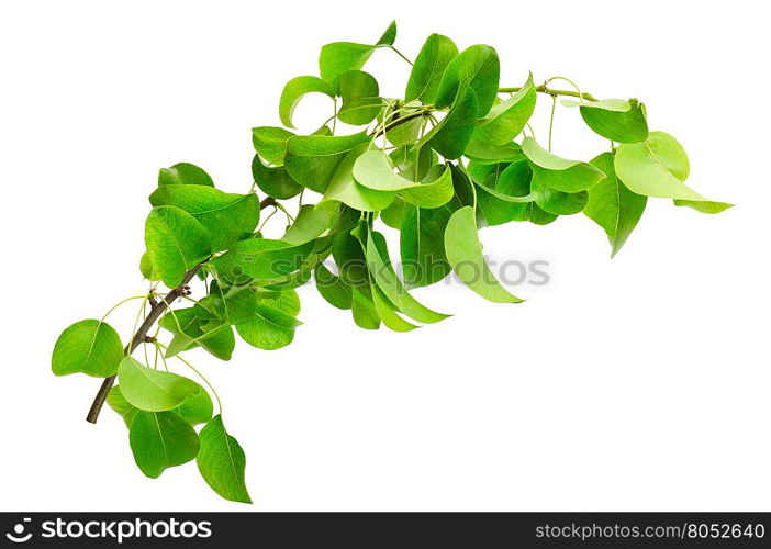 branch of pear isolated on a white background