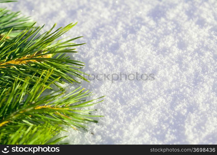 Branch of pine needles lying on snow, close-up