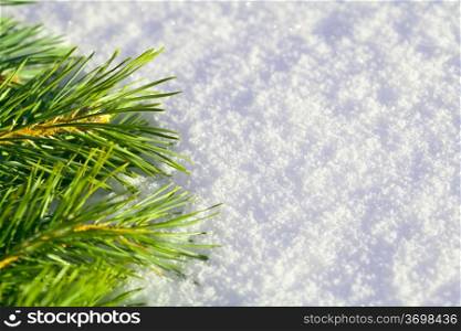 Branch of pine needles lying on snow, close-up