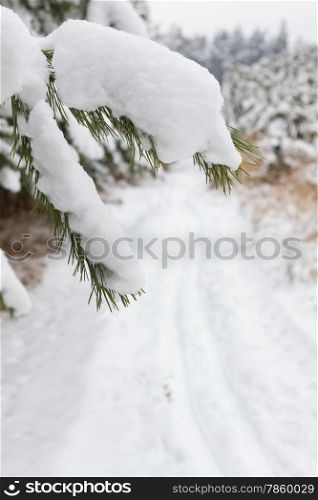 Branch of Pine tree covered snow and cross country path
