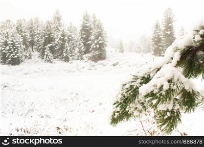 Branch of pine under snow. Winter forest