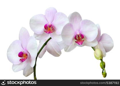 Branch of pink spotted orchids isolated on white