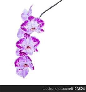 Branch of purple flowers orchids isolated on white background