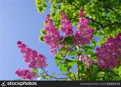 Branch of purple lilac flowers with green leaves on blue sky background. Branch of purple lilac flowers
