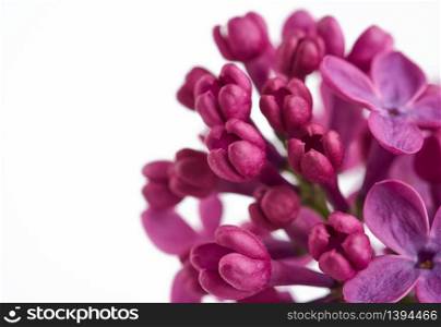 branch of purple lilac with flowers on white background, spring bouquet, copy space