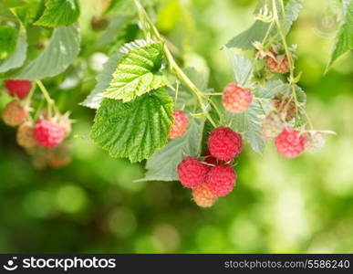 branch of raspberries in a garden