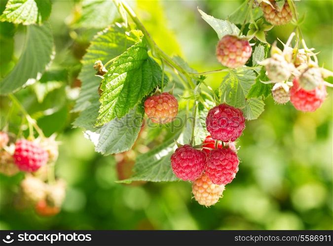 branch of raspberries in a garden