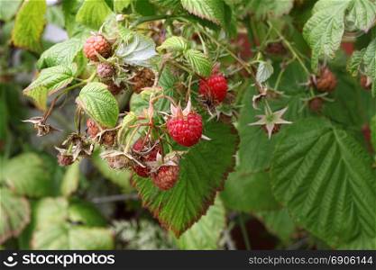 Branch of raspberries with bright berries in a summer garden