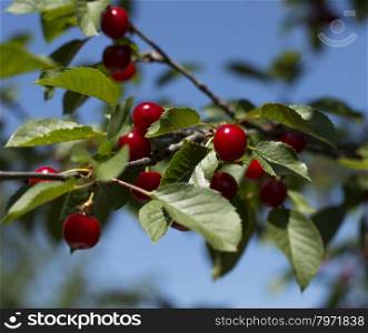 branch of red cherry close up