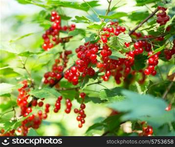 branch of red currant in a garden