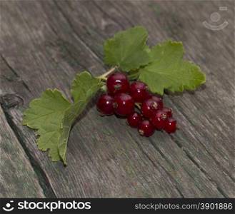 branch of red currant on the old desktop