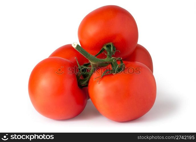 branch of red juicy tomatoes (isolated on white with shadows)