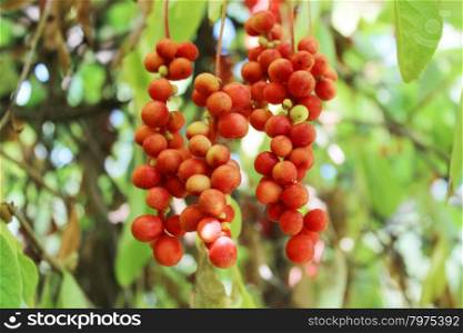 branch of red ripe schisandra . branch of red ripe schisandra hanging in the garden