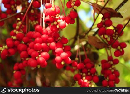 branch of red ripe schisandra . branches of red and ripe schisandra in the garden