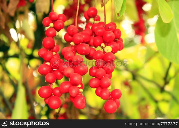 branch of red ripe schisandra . bright branch of red useful ripe schizandra