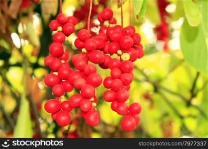 branch of red ripe schisandra . bright branch of red useful ripe schizandra