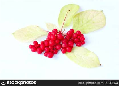 branch of red ripe schisandra isolated. branch of red ripe schisandra on the white