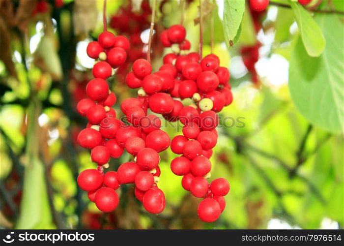 branch of red ripe schisandra . nice branch of red useful ripe schisandra