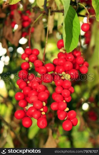 branch of red ripe schisandra . nice branch of red useful ripe schisandra