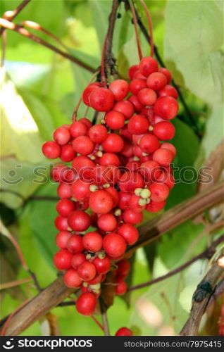 branch of red ripe schisandra . nice branch of red useful ripe schizandra