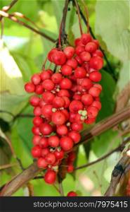 branch of red ripe schisandra . nice branch of red useful ripe schizandra