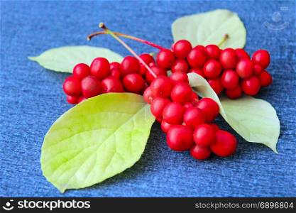 branch of red ripe schisandra with leaves lay on the dark blue background. red berries of schisandra