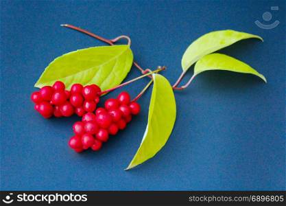 branch of red ripe schisandra with leaves lay on the dark blue background. red berries of schisandra