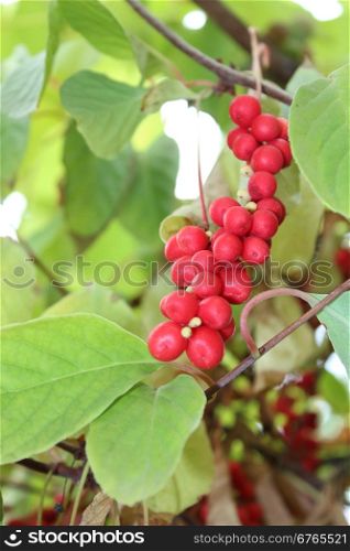branch of red ripe schizandra . nice branch of red useful ripe schizandra