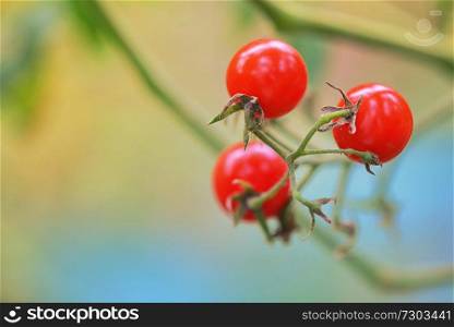 Branch of red ripe tomatoes in garden