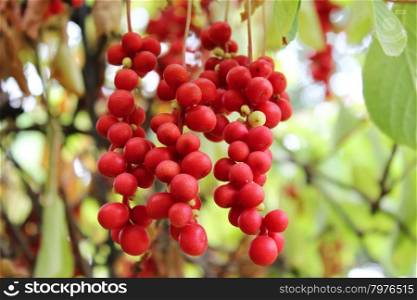 branch of red schisandra . nice branch of red useful ripe schisandra
