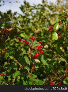 Branch of red viburnum with green leaves