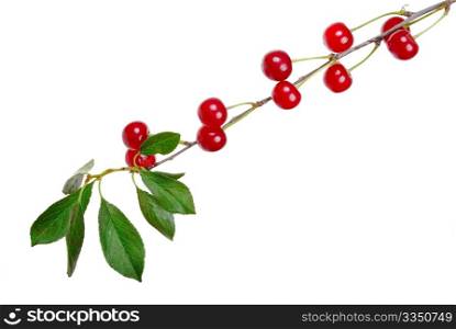 Branch of ripe cherries