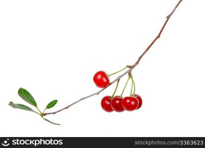 Branch of ripe cherries