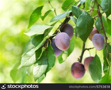 branch of ripe plums in a garden